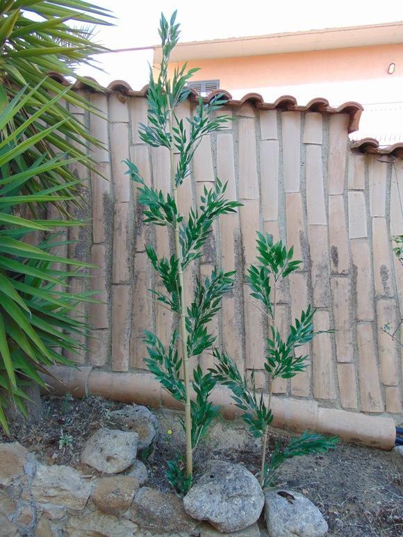 Canna di Bamboo  H 160 - Sconti per Fioristi e Aziende . - Naturale con foglie Artificiali