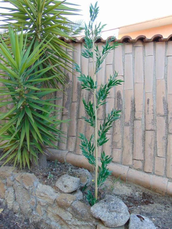 Canna di Bamboo H 270  - Sconti per Fioristi e Aziende . - Naturale con foglie Artificiali
