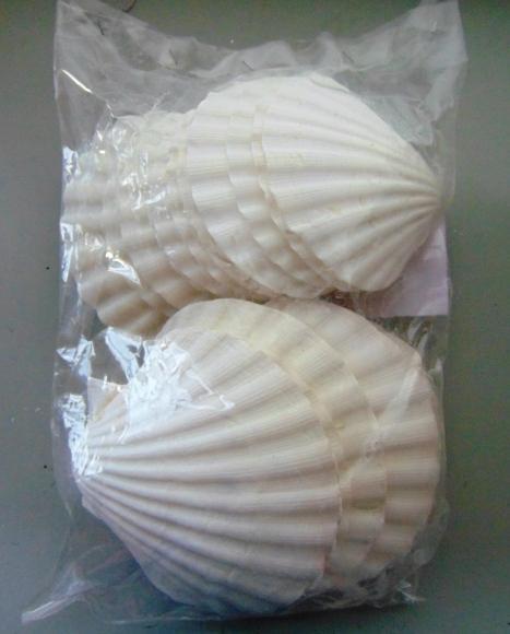 Conchiglie Pecten Albican - Sconti per Fioristi e Aziende - Kg. 1