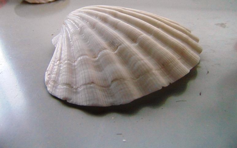 Conchiglie Pecten Albican - Sconti per Fioristi e Aziende - Kg. 1