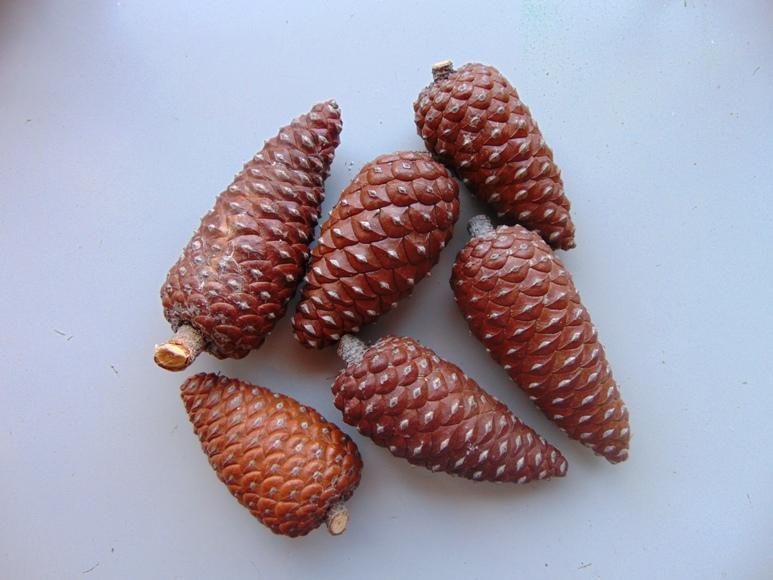 Pigne Chiuse Picea dm. 7/8  - Sconti per Fioristi e Aziende - H 10/12 Conf. 1 Kg.