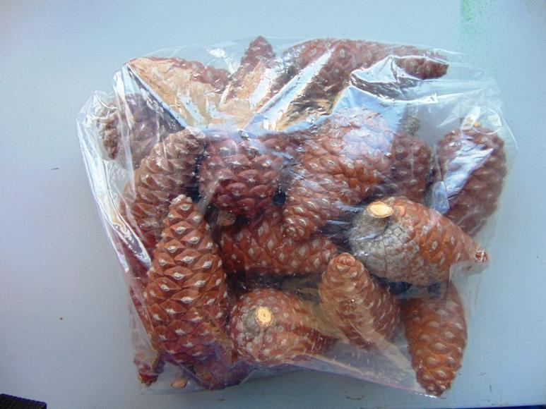 Pigne Chiuse Picea dm. 4/5  - Sconti per Fioristi e Aziende . - H 7/10 Conf. 1 Kg.