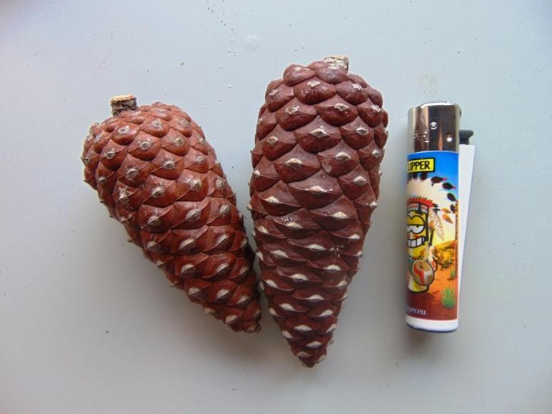 Pigne Chiuse Picea dm. 4/5  - Sconti per Fioristi e Aziende . - H 7/10 Conf. 1 Kg.