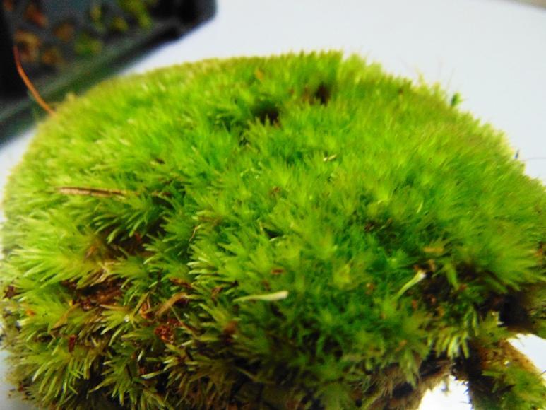 Muschio Ball Moss /Pole Moss Preservato - Sconti per Fioristi e Aziende - Leucobrium Glaucum