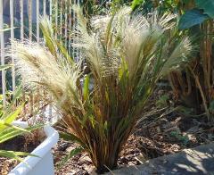 Miscanthus Sinensis H 78 - Sconti per Fioristi e Aziende  - Artificiale con grass