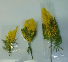 Mimosa fresca in busta trasparente rami da cm. 25 e cm. 50 - Sconti per Fioristi e Aziende