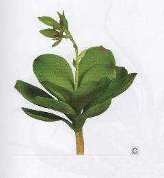 Pianta grassa Echeveria con bocciolo cm. 15 in gomma - Sconti per Fioristi e Aziende