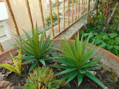 Agave gomma H 20 cm.  - Sconti per Fioristi e Aziende  - Con 36 foglie