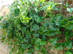 Edera Cadente Inglese H 85 con 14 rami e 191 foglie - Sconti per Fioristi e Aziende