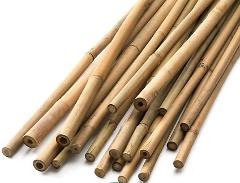 Canna Bamboo dm 3 -3,5 - Sconti per Fioristi e Aziende - Alte cm.200 - 250 - 300