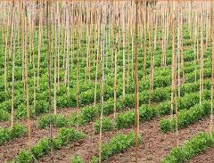 Canna Bamboo per Agricoltura dm 2,8 / 3,2 H 250 - 300 - Sconti per Fioristi e Aziende