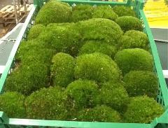 Muschio Ball Moss fresco - Sconti per Fioristi e Aziende - Leucobrium Glaucum