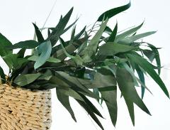 Eucaliptus Willow Preservato  Mazzo gr. 75 - Sconti per Fioristi e Aziende e Wedding
