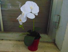 Orchidea Plant x 2 H 35  - Sconti per fioristi e aziende - in real touch
