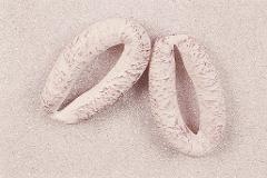 Salsiccia ad anello bianca artificiale x 2 pezzi in plastica Sconti per Fioristi, Wedding e Aziende