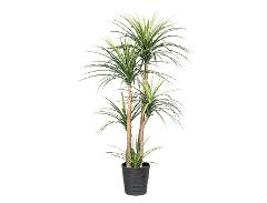 Dracena X 5 H 160 con vaso - Sconti per Fioristi e Aziende - Artificiale