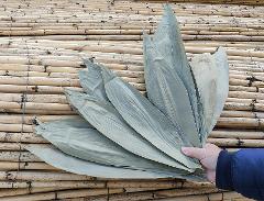 Foglie Naturali di Mais Dry stesa   - Sconti per Fioristi e Aziende - Confezione 10 foglie