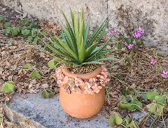 Orcetto vintage con Agave H 25 - Sconto per Fioristi e Aziende  - Terracotta decorata