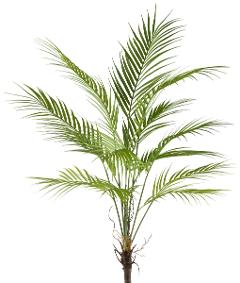 Areca Palm H 95 con 13 foglie - Sconti per Fioristi e Aziende - Artificiale