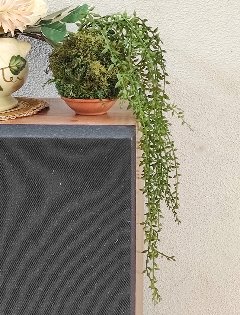 Kokedama Senecio H 75 - Sconto per Fioristi e Aziende - Dm. 12 in gomma