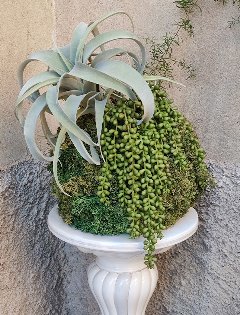 Kokedama Tillanzia H 40 - Sconto per Fioristi e Aziende - Dm. 30 Con Senecio