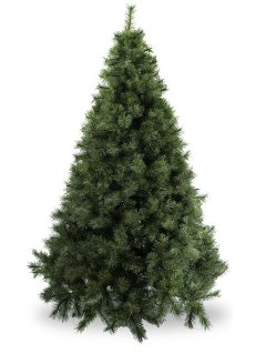 Albero Natale di Pino verde  Sconti per Fioristi e Aziende - H 183/213/244/274