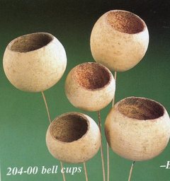 Bell Cups Naturale steccati x 8 - Sconti per Fioristi e Aziende  Chiaro naturale