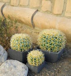 Echinocactus Grusoni in vaso varie misure - Sconti per Fioristi e Aziende