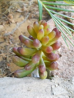 Pianta grassa di Sedum  Pachiphillum in gomma - Sconti per Fioristi e Aziende