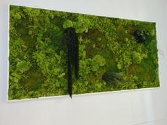 Quadro Vegetale Preservato" La Siepe " - Sconti per Fioristi e Aziende . - cm. 160 x 80  Con cornice
