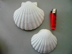 Conchiglie Pecten Albican - Sconti per Fioristi e Aziende  - Kg. 1