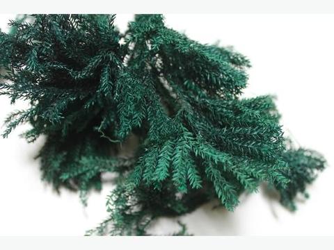 Erica Moss stabilizzata - Licopodium  busta da Gr 500 - Sconti per Fioristi e Aziende