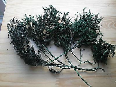 Erica Moss stabilizzata - Licopodium  busta da Gr 500 - Sconti per Fioristi e Aziende