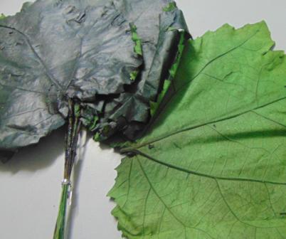 Foglie di Pioppo Naturali Preservate in conf. x 8 - Sconti per Fioristi e Aziende