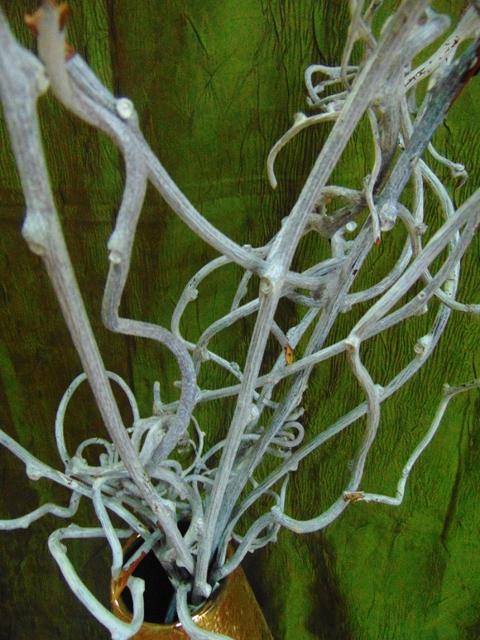 Kiwi Rami Contorti Naturali  - Sconti per Fioristi e Aziende - Mazzo H 100 x 10 rami