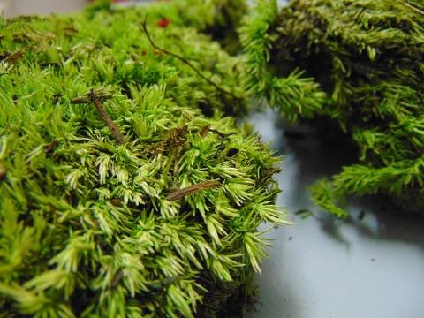 Muschio Ball Moss fresco Leucobrium Glaucum - Sconti per Fioristi e Aziende