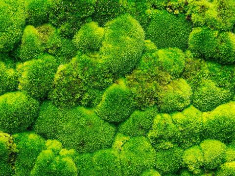 Muschio Ball Moss /Pole Moss Preservato - Sconti per Fioristi e Aziende - Leucobrium Glaucum