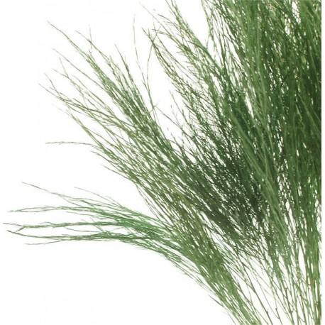 Asparagus Vergatus Naturale Disidratato conf. 25 steli - Sconti per Fioristi e Aziende