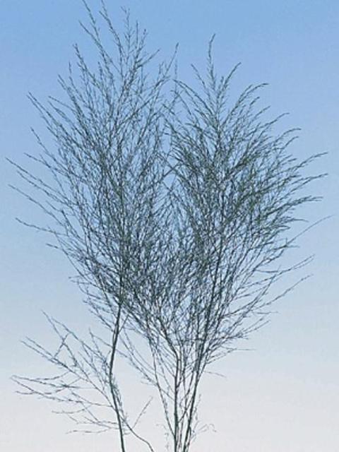 Asparagus Vergatus Naturale Disidratato conf. 25 steli - Sconti per Fioristi e Aziende