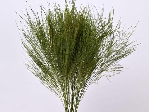 Asparagus Vergatus Naturale Disidratato conf. 25 steli - Sconti per Fioristi e Aziende