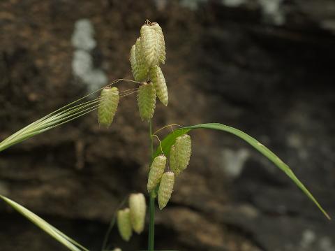 Briza Maxima naturale stabilizzata da gr. 100 - Sconti per Fioristi e Aziende