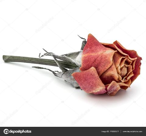 Teste di rosa stabilizzate naturali - Sconti per Fioristi e Aziende