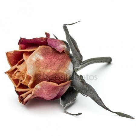 Teste di rosa stabilizzate naturali - Sconti per Fioristi e Aziende