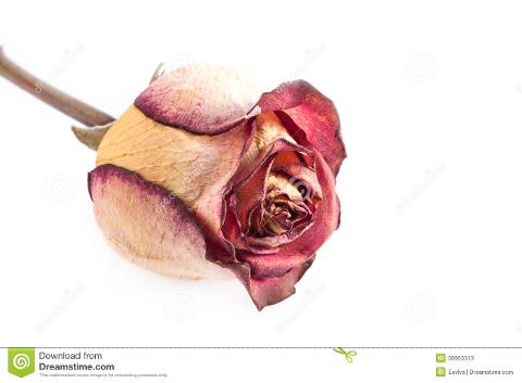 Teste di rosa stabilizzate naturali - Sconti per Fioristi e Aziende