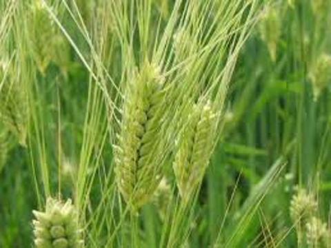 Orzo stabilizzato baffo verde gr. 200 H 70/80 - Sconti per Fioristi e Aziende a mazzo