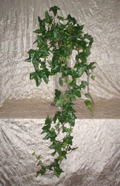 Edera Verde Cadente H 100  - Sconti per Fioristi e Aziende - Con 200 foglie