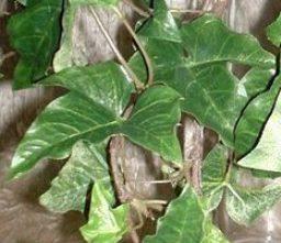 Edera Verde Cadente H 100  - Sconti per Fioristi e Aziende - Con 200 foglie