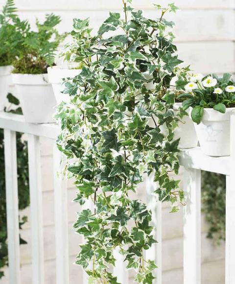 Edera Cadente Variegata  - Sconti per Fioristi e Aziende . - H 130 con 180 foglie