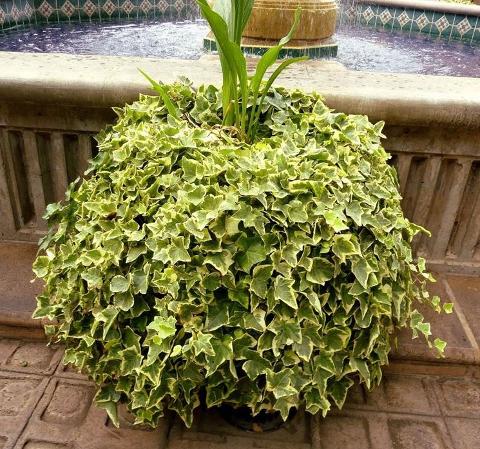 Edera Cadente Variegata  - Sconti per Fioristi e Aziende . - H 130 con 180 foglie