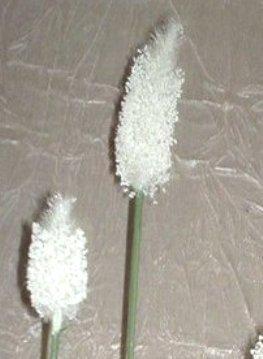 Pussy Willow x 3 H 90 - Sconti per Fioristi e Aziende - Diversi colori